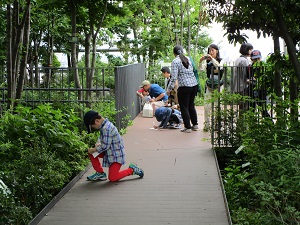 「豊島の森」で観察する参加者の様子