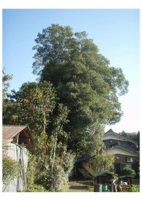 シラカシ成木の写真