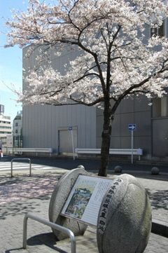 豊島区が発祥の美しい桜　ソメイヨシノのふるさと-4