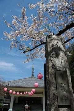 豊島区が発祥の美しい桜　ソメイヨシノのふるさと-6
