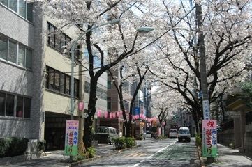 豊島区が発祥の美しい桜　ソメイヨシノのふるさと-9