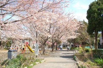 豊島区が発祥の美しい桜　ソメイヨシノのふるさと-15