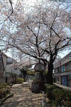 豊島区が発祥の美しい桜　ソメイヨシノのふるさと-16