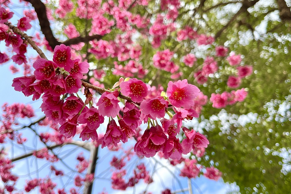池袋桜2