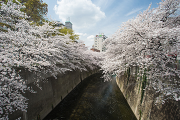 神田川沿いの桜