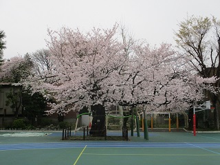 駒桜