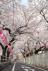 西福寺前　桜のトンネル