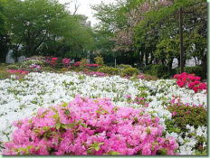 池袋本町公園のツツジ