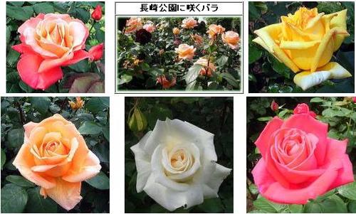 長崎公園のバラ