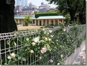 自由学園明日館のフェンスに咲くバラ