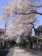 氷川神社の桜