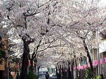 南大塚三丁目桜並木通りの桜