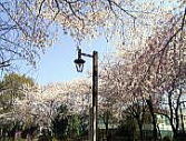 池袋本町公園の桜
