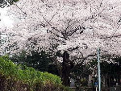 染井霊園の桜