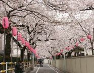 西福寺の桜並木