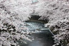 神田川沿いの桜