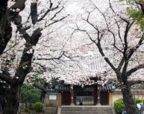 法明寺の桜