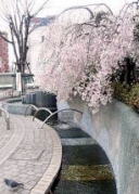 染井吉野桜記念公園の桜