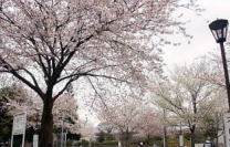 上池袋さくら公園の桜