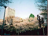 南池袋公園の桜