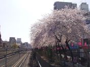 巣鴨橋から見た桜
