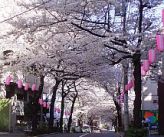 桜まつり会場の写真