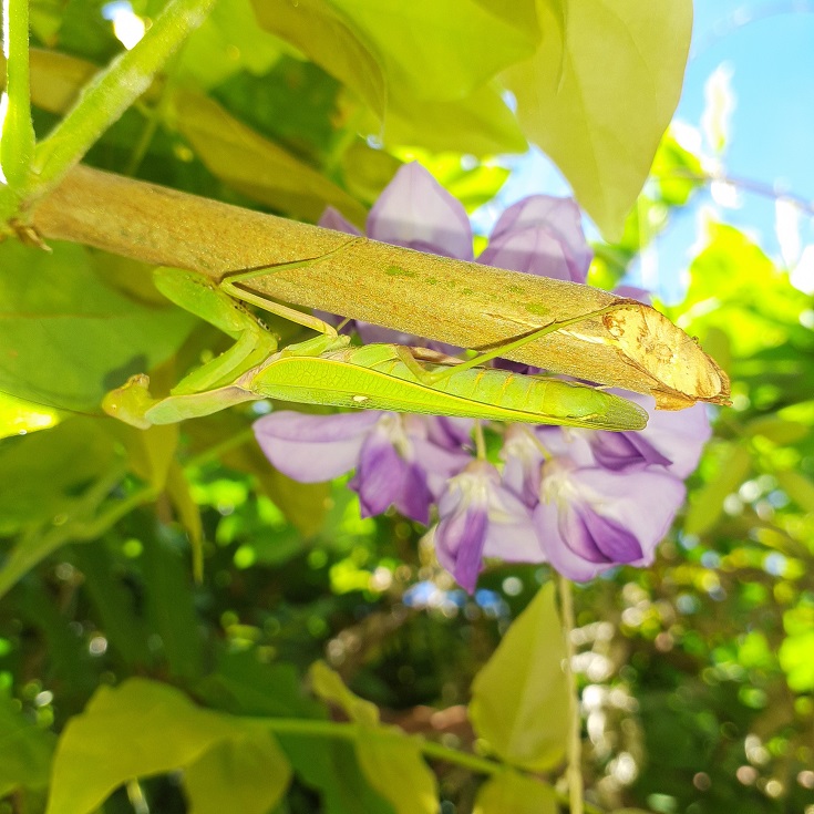 ハラビロカマキリ