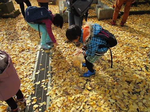 雑司ケ谷霊園で落葉拾いをしている参加者の様子
