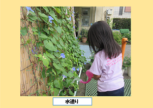 緑のカーテン写真 水遣り