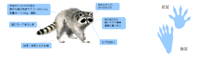 アライグマ特徴