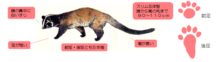 ハクビシンの被害について 豊島区公式ホームページ