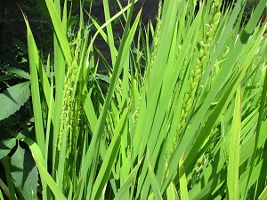 natuyasaiinedai