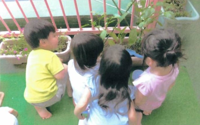 ほしぐみの子どもたちがパプリカの成長を観察している様子