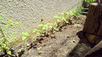 園庭に植え替えたひまわりの成長した芽の写真