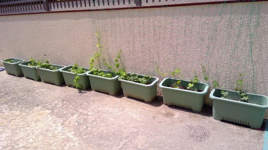 プランターに植えてあるヘチマとゴーヤの苗