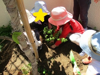 子どもたちが苗植えをしている写真1