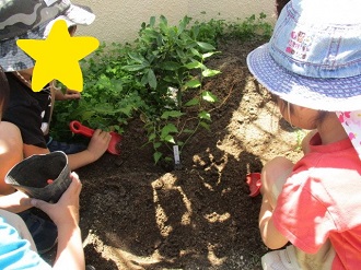 子どもたちが苗植えをしている写真2