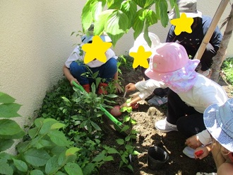子どもたちが苗植えをしている写真3