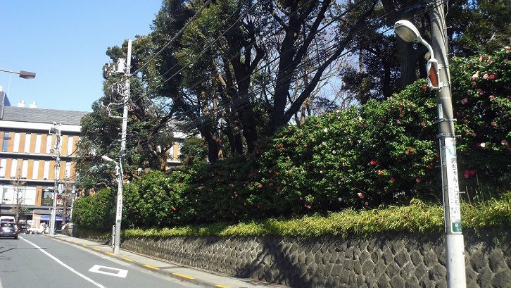 学習院椿の坂