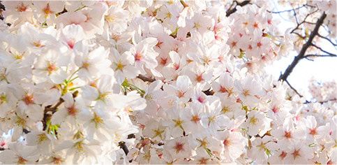 豊島区が発祥の美しい桜 ソメイヨシノのふるさと Ike Circle