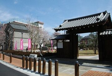 豊島区が発祥の美しい桜　ソメイヨシノのふるさと-5