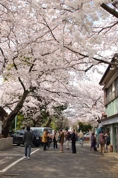 豊島区が発祥の美しい桜　ソメイヨシノのふるさと-8