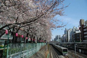 豊島区が発祥の美しい桜　ソメイヨシノのふるさと-10