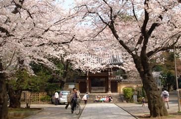 豊島区が発祥の美しい桜　ソメイヨシノのふるさと-11