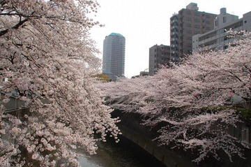 豊島区が発祥の美しい桜　ソメイヨシノのふるさと-12