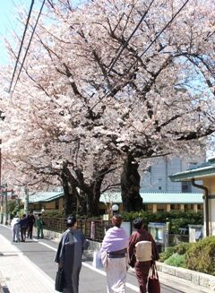 豊島区が発祥の美しい桜　ソメイヨシノのふるさと-13