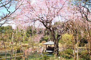 豊島区が発祥の美しい桜　ソメイヨシノのふるさと-14