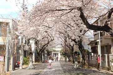 豊島区が発祥の美しい桜　ソメイヨシノのふるさと-17