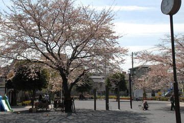 豊島区が発祥の美しい桜　ソメイヨシノのふるさと-18