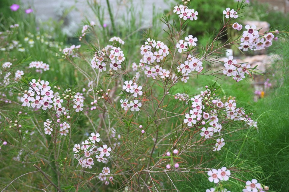 イケサンパークの草花